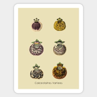 Calceolaires Varieties Sticker